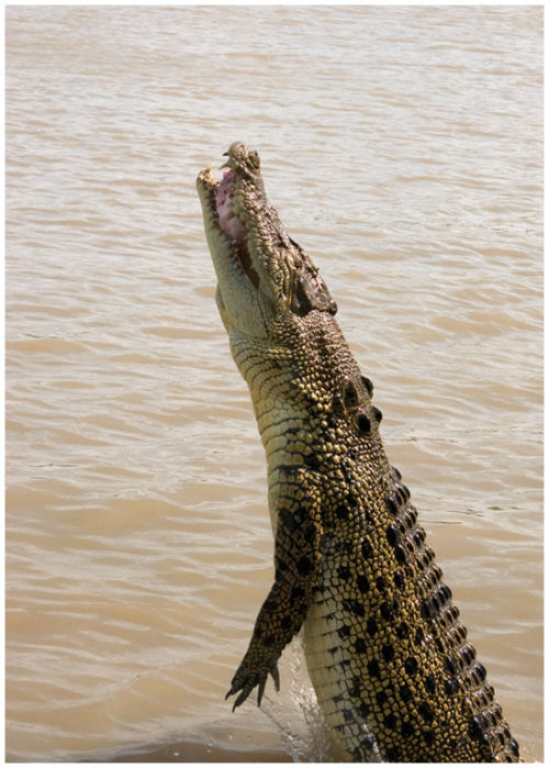 Young Salt Water Crocodile jumping for Prey