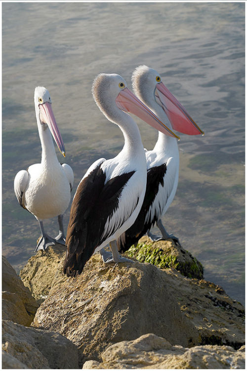South Australian Pelicans