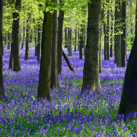 Bluebell Woodland