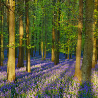 Bluebell Wood