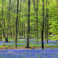 Bluebell Wood Panorama