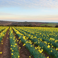 Daffodils
