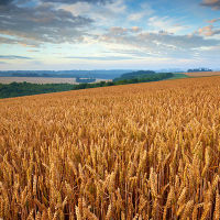 Oil Seed Rape