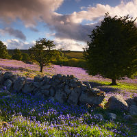 Dartmoor Bluebells