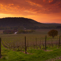 Denbies Vineyard