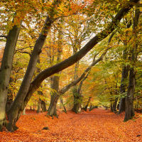 Autumnal Beech Woodland.