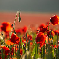 Wild Poppies
