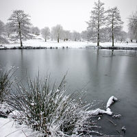 Woodland Snow