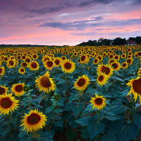 Sunflower Field