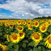 Sunflower Field