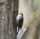 Treecreeper