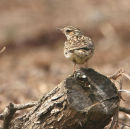 Wood Lark