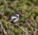 Pied Flycatcher