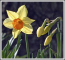 "Daffodil Time"