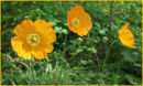 "Poppy Trio"