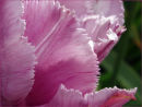 "Spring Close-Up"