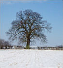 The First Snow of 2009