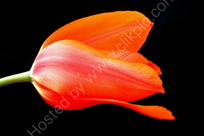 Tulip