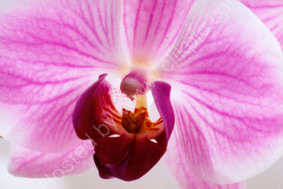 Orchid