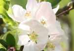 Apple Blossom II