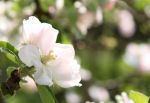 Apple Blossom
