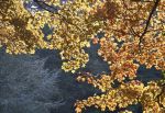 Autumn Glory