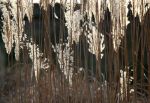 Autumn Grasses