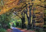 Autumn Lane