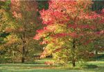 Autumn Maples