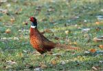 Autumn Pheasant