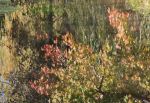 Autumn Reflections