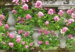 Ballustrade Roses