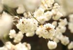 Blossom II