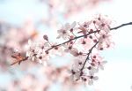 Blossom
