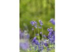 Bluebells II