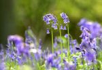 Bluebells