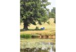 Boat under the Oak