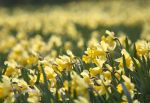 Daffodils III
