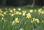 Daffodils II