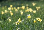 Daffodils