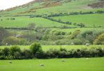 Dorset Field