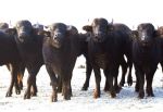 Frosty Buffalo III