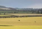 Grazing Buffalo