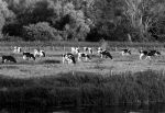 Grazing beside Test