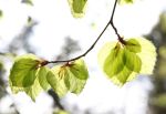 New Beech