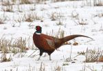 Pheasant in snow