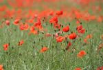 Poppies
