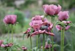 Poppy Head