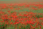 Poppy field