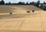 Ready for Harvest